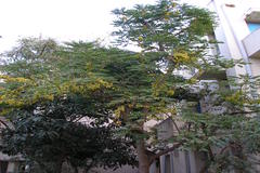Phyllanthus acidus